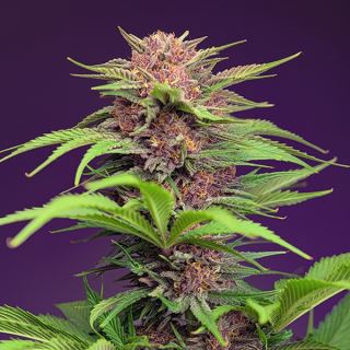 Auto Red Mimosa XL   3+1 u. fem. Sweet Seeds