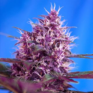 PRO35 - Auto Red Poison   3+1 u. fem. Sweet Seeds