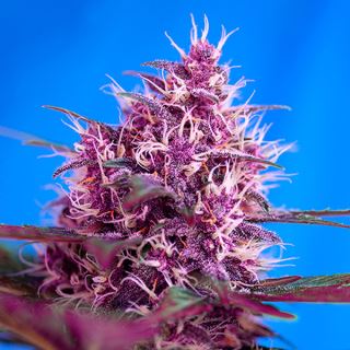 Auto Red Poison  25 u. fem. Granel Profesionales Sweet Seeds