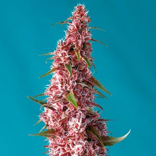 11556 - Auto Red Pure CBD 3+1 u. fem. Sweet Seeds