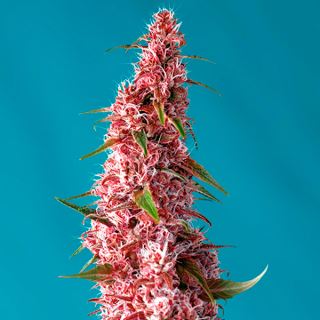 11557 - Auto Red Pure CBD 5+2 u. fem. Sweet Seeds