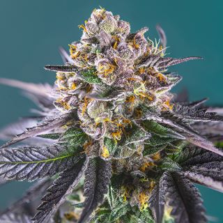 Auto Red Strawberry Banana   3+1 u. fem. Sweet Seeds