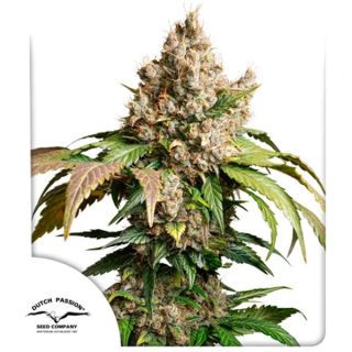 24846 - Auto Red Tropicana Cookies  3 u. fem. Dutch Passion