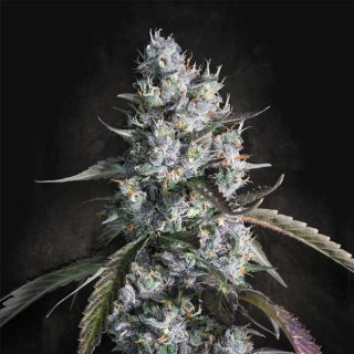25261 - Auto Red Velvet   3 u. fem. Paradise Seeds