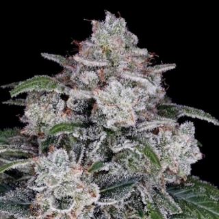 Auto Return of the Mac  5 u. fem. DNA Genetics