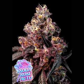 26664 - Auto Rose Soda 10 u. fem Anesia