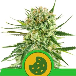 9624 - Auto Royal Cookies  1 u. fem. Royal Queen