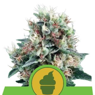 Auto Royal Creamatic  1 u. fem. Royal Queen