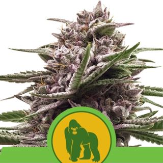 9628 - Auto Royal Gorilla  1 u. fem. Royal Queen