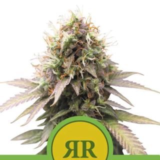 15877 - Auto Royal Runtz  1 u. fem. Royal Queen