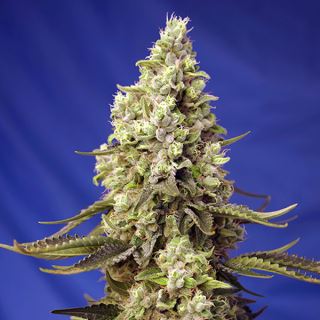 14030 - Auto Runtz XL   3+1 u. fem. Sweet Seeds