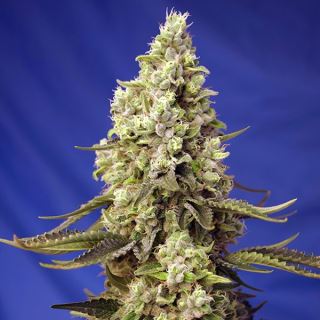 Auto Runtz XL  25 u. fem. Granel Profesionales Sweet Seeds