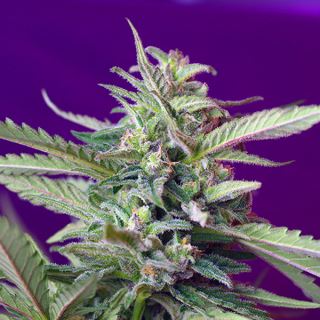 PRO37 - Auto SAD 3+1 u. fem. Sweet Seeds