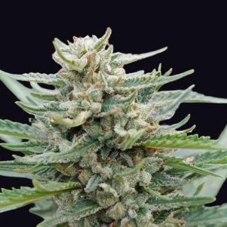 26338 - Auto Santa Maria Bilbo  5 u. fem. Genehtik