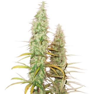 9860 - Auto Santa Marta Haze fem.  3 u. Seedstockers