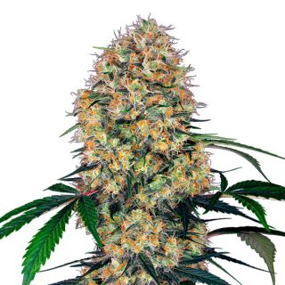 16036 - Auto Sensi Amnesia XXL 1 u. fem. Sensi Seeds Research