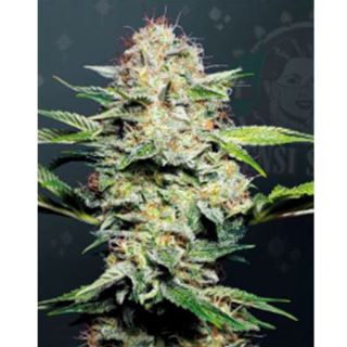 Auto Sensi Skunk  3 u. fem. Sensi Seeds