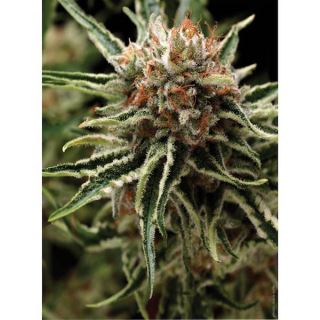 Auto Shark  1 u. blister x 12 u. fem. Pyramid Seeds