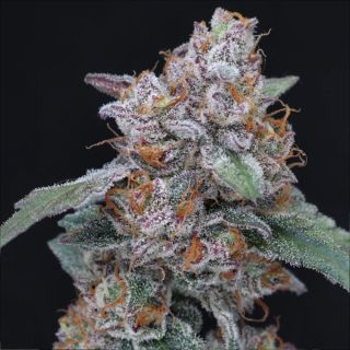 23323 - Auto Sherbacio OG 1 u. fem - USA Line- Pure Instinto
