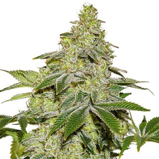 Auto Sherbet fem.  1 u. Seedstockers