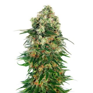 6566 - Auto Shiva Skunk  3 u. fem. Sensi Seeds