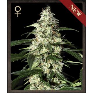 Auto Skunk   3 u.  fem. Strain Hunters