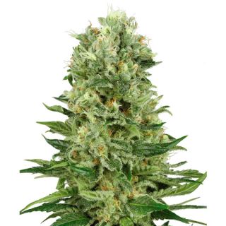 ASK3 - Auto Skunk #1 -  3 u. fem. Sensi Seeds