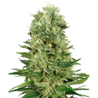 11357 - Auto Skunk #1   1 u. fem. White Label