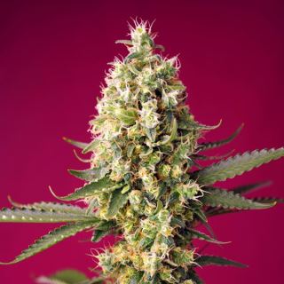 15558 - Auto Skywalker OG Runtz XL   3+1 u. fem. Sweet Seeds