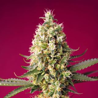 Auto Skywalker OG Runtz XL  25 u. fem. Granel Profesionales Sweet Seeds