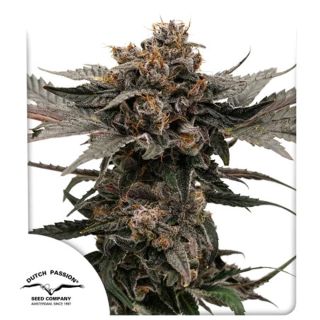27679 - Auto Slush Mint Cake   3 u. fem. Dutch Passion