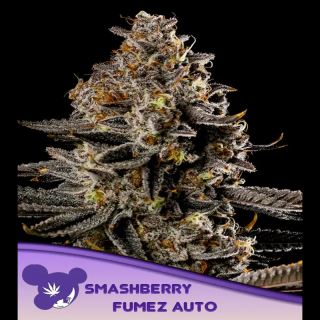 21592 - Auto Smashberry Fumez  3 u. fem Anesia