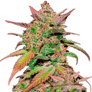 9079 - Auto Smoothie  1 u. fem. FastBuds Seeds