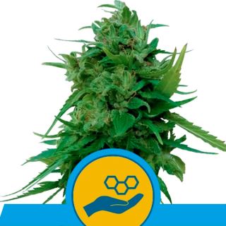 Auto Solomatic CBD  1 u. fem. Royal Queen