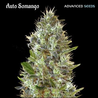 6264 - Auto Somango   1 u. fem. Advanced Seeds