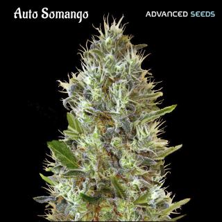 Auto Somango   3 + 1 u. fem. Advanced Seeds