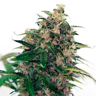 17233 - Auto Somango #47 - 1 u. fem. Positronics Seeds