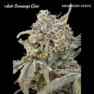 Auto Somango Glue   1 u. fem. Advanced Seeds