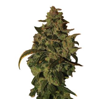 14677 - Auto Somango XXL 10 u. fem. Nirvana