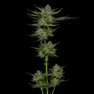 25016 - Auto Sour Apple 3 u. fem Humbold Seeds Company