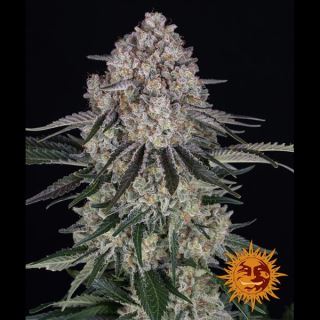 21713 - Auto Sour Diesel  1 u. fem. Barney's