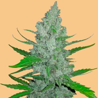 11608 - Auto Sour Diesel  1 u. fem. FastBuds Seeds