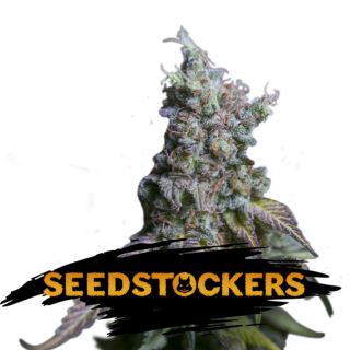 Auto Sour Diesel fem.  1 u. Seedstockers