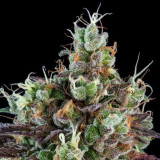 Auto Sour Ripper 3 u. fem. Ripper Seeds