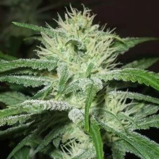 Auto Speed Bud  4 u. Female Seeds