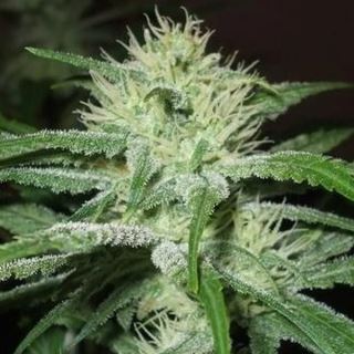 OMFS10 - Auto Speed Bud 10 u. fem. Female Seeds