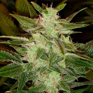 10190 - Auto Speed Haze   3 u. fem. Black Skull Seeds