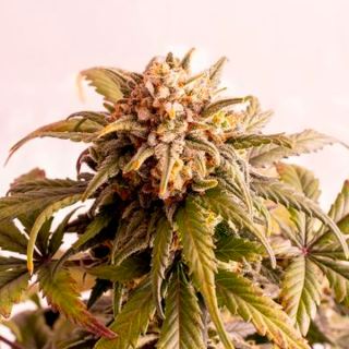 11273 - Auto Speedy Boom   3 u. fem. Kannabia Seeds