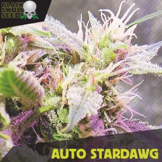 Auto Stardawg   3 u. fem. Black Skull Seeds