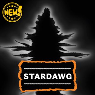 26463 - Auto Stardawg  25 u. Seedstockers